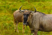 a couple of animals that are standing in the grass
