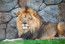 adult lion resting beside wall