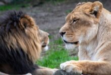 lion lying on green grass during daytime