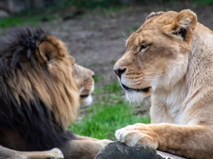 lion lying on green grass during daytime