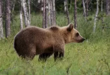 a brown bear walking through a lush green forest