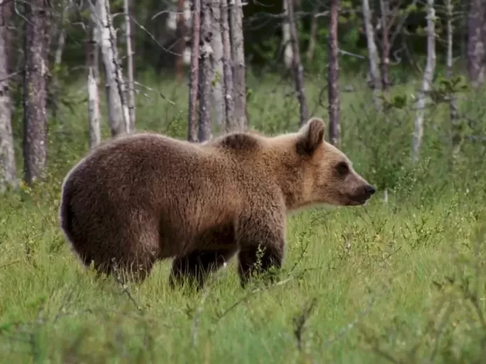 a brown bear walking through a lush green forest