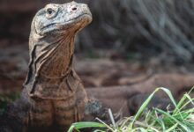 a close up of a lizard in the grass