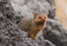 a small animal standing on top of a rock