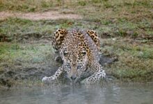 leopard on water during daytime