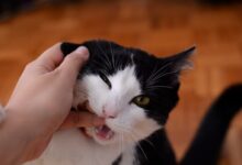 Cat Biting Persons Finger