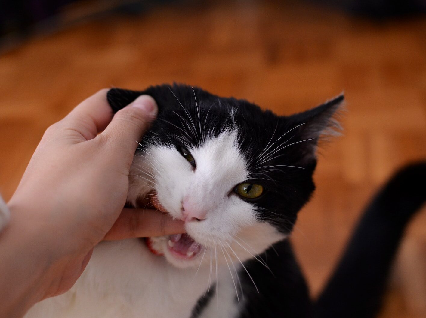 Cat Biting Persons Finger