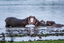 a herd of elephants standing next to a body of water