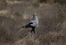 A Secretary Bird Walking on a Grassy Field