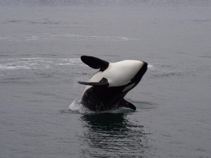 a whale jumping out of the water