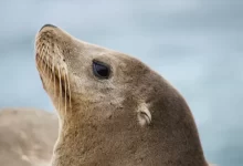 brown seal