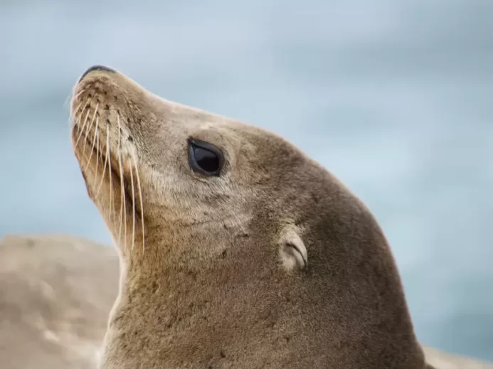brown seal