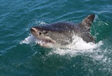 shark on sea
