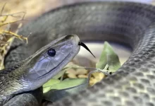 Black Mamba