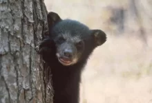 Bear Cub Peeking Around Tree