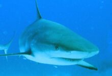 Shark Dive 2012