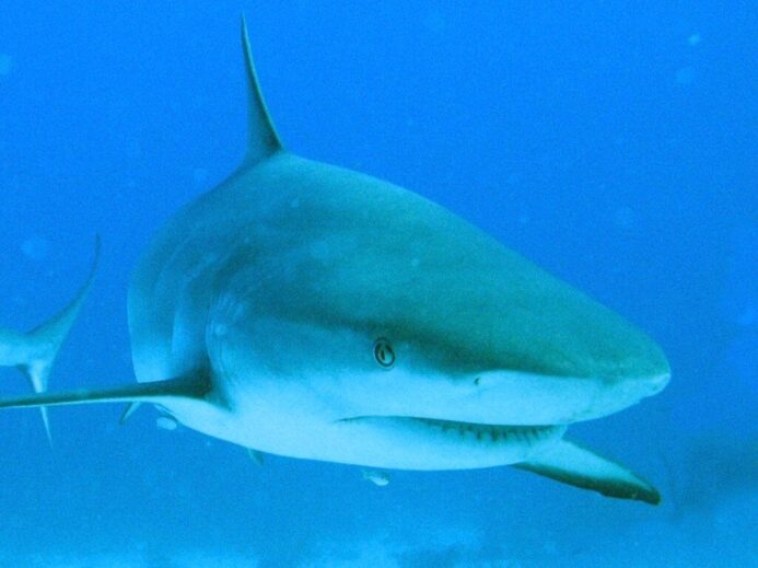 Shark Dive 2012
