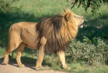 brown lion under green tree