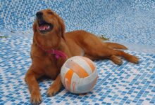 a brown dog laying on top of a swimming pool next to a ball