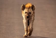 Hyena walking on road