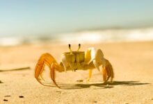 a crab on a beach with the ocean in the background
