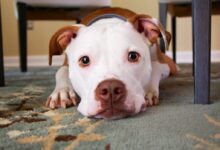 dog laying on area rug