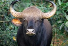 black water buffalo on green grass during daytime
