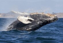 whale tail on blue sea during daytime