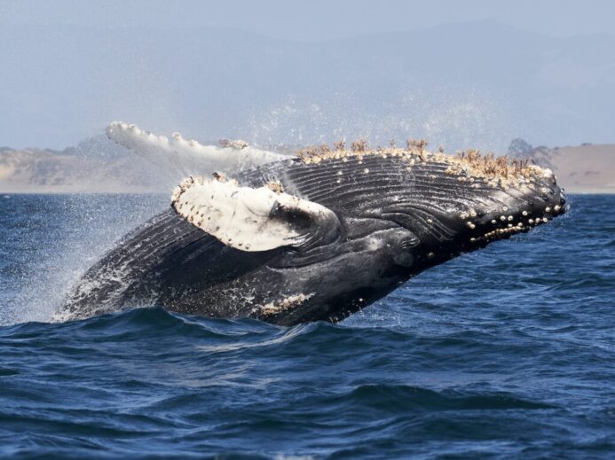 whale tail on blue sea during daytime