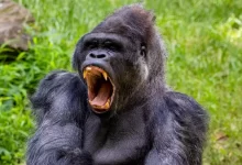 gorilla lying on green grass during daytime