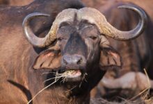 black water buffalo