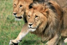 two brown lions during daytime