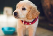 selective focus photography of short-coated brown puppy facing right side