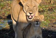brown lioness