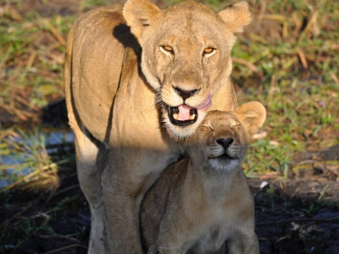 brown lioness