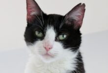 tuxedo cat on white table