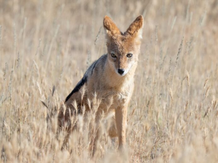 a fox in a field