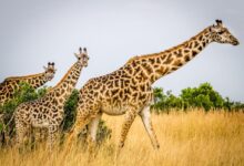 wildlife photography of tower of giraffes