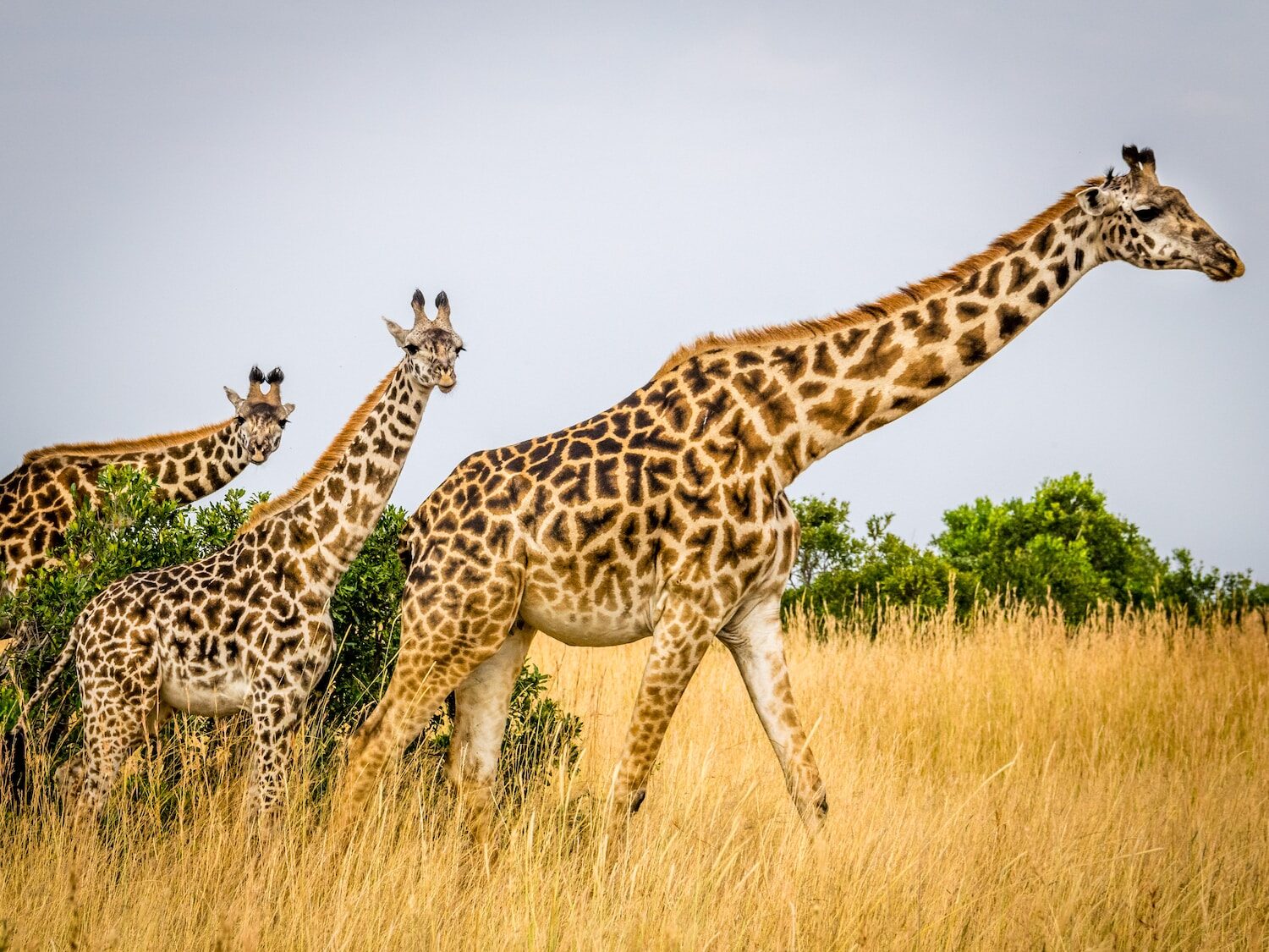 wildlife photography of tower of giraffes
