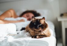 brown cat across person lying on bed