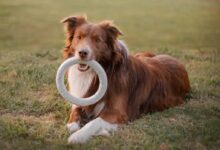 Dog Lying Down with Toy