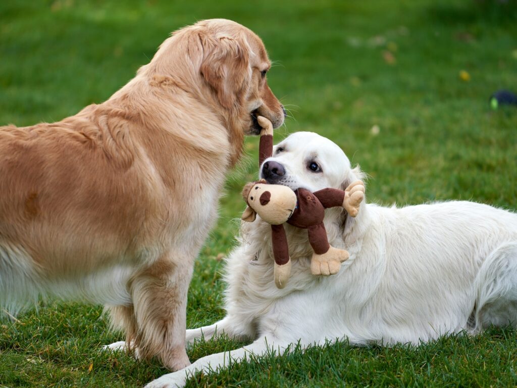 Retriver Dogs Playing with Plush Monkey