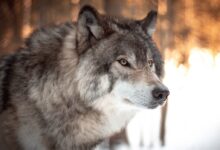 white and black wolf in tilt shift lens
