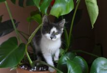 white and black cat on brown plant pot