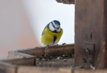 a small yellow and black bird perched on a wooden post