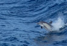 Dolphin in Sea