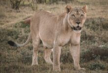 brown lioness on brown grass field during daytime