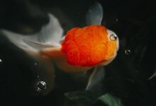 Orange and White Fish Swimming on Clear Water