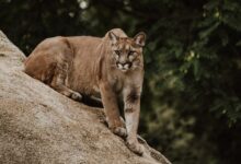 cougar on brown rock formation