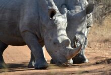 two gray rhinoceros